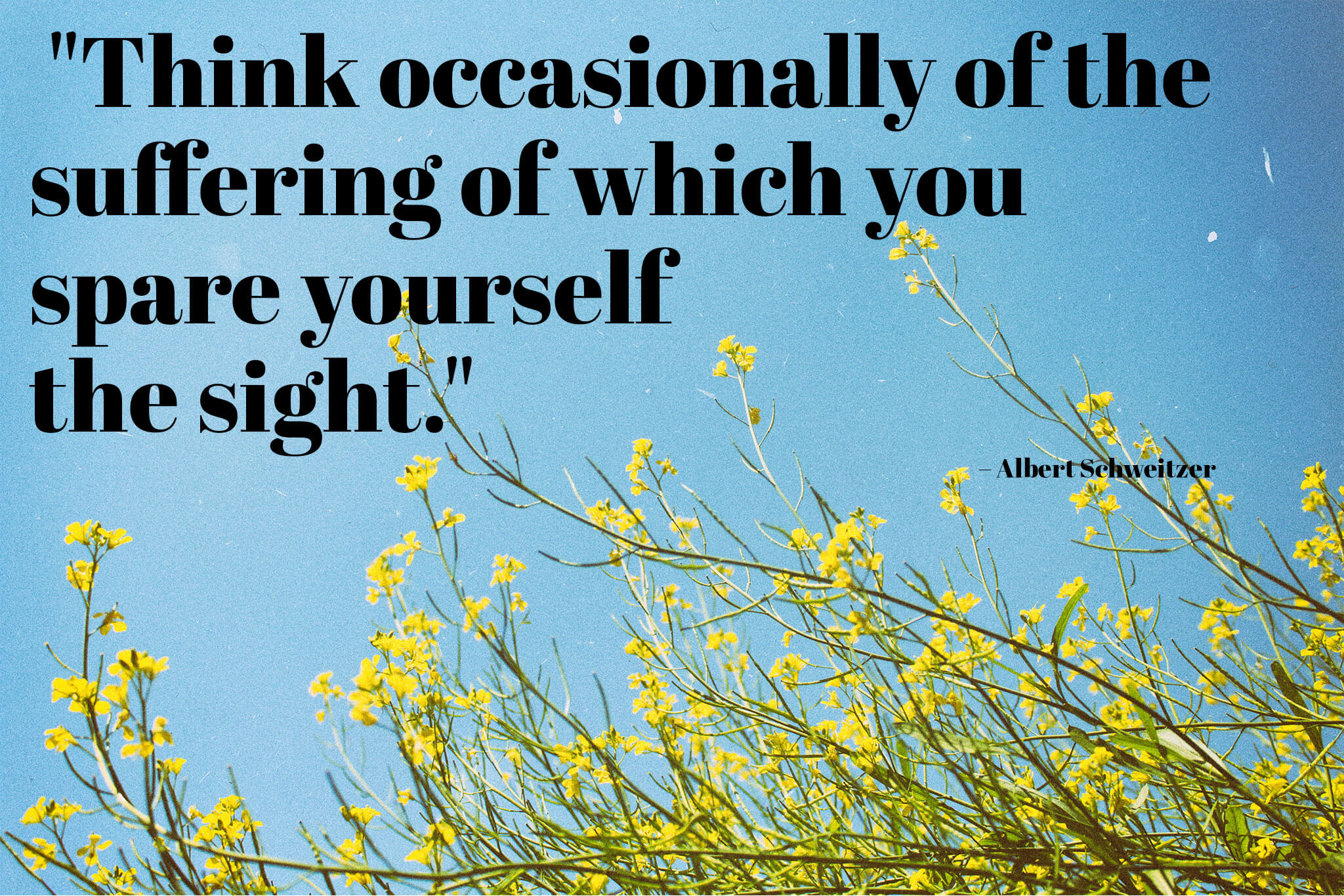 Meine Liebsten Zitate Zum Thema Veganismus Alive In Wonderland